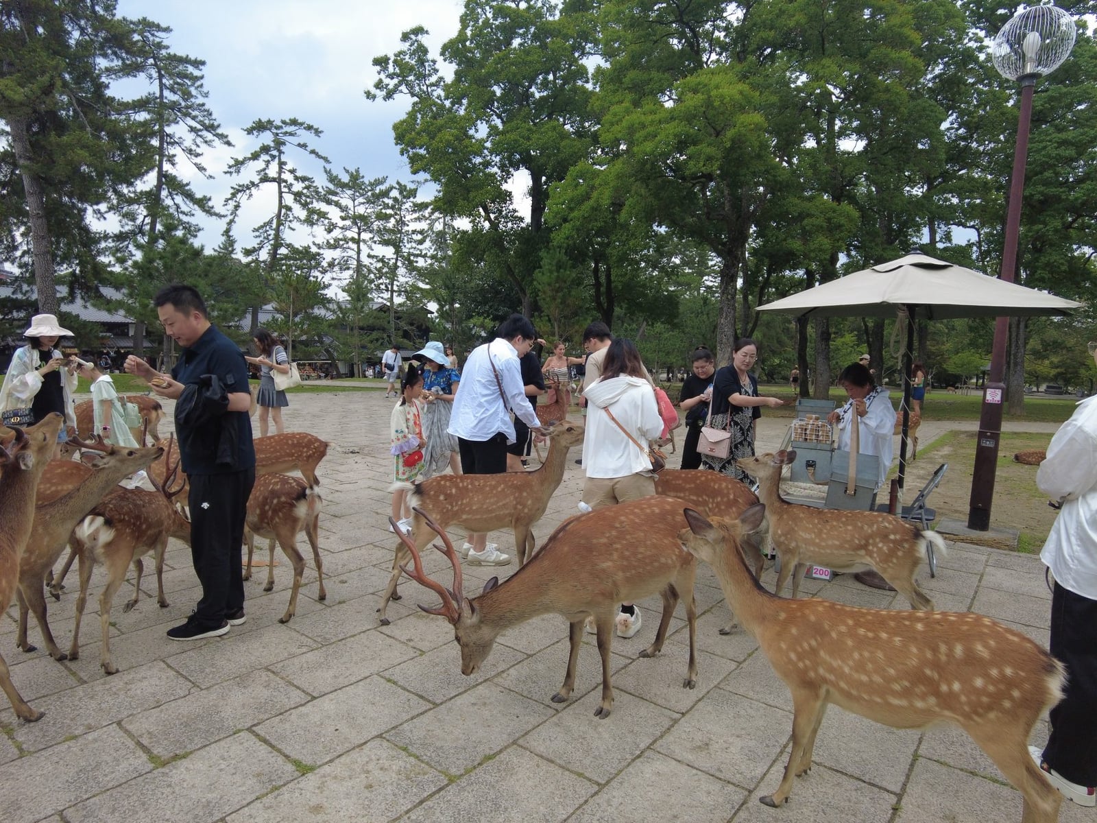 Kansai University students meeting deer during a cultural visit